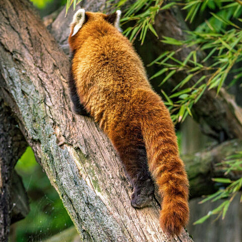 #2044 · Zoo Dresden