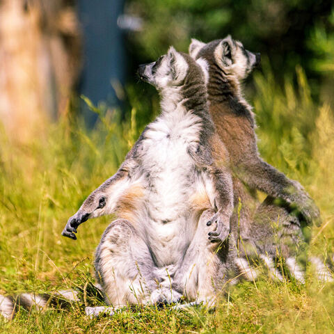 #2100 · Zoo Dresden