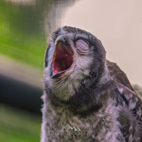 #2073 · Zoo Dresden