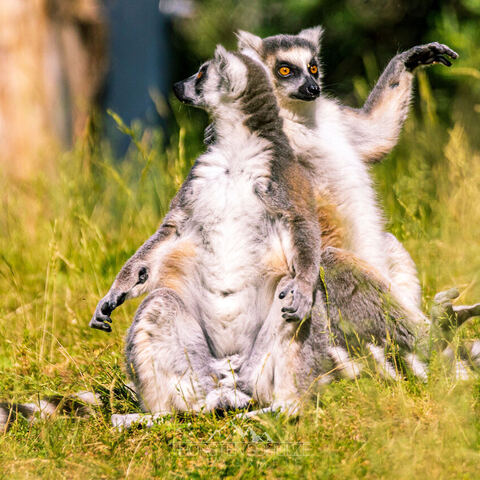 #2099 · Zoo Dresden