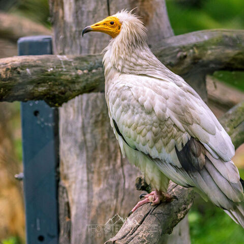 #2054 · Zoo Dresden