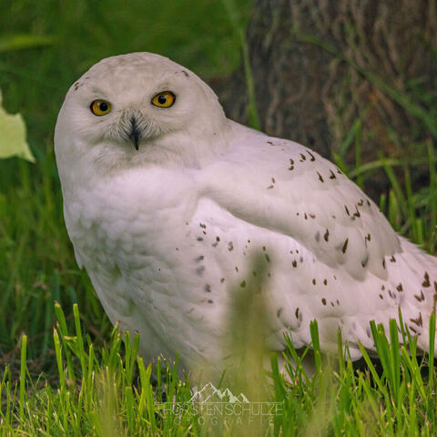 #2056 · Zoo Dresden