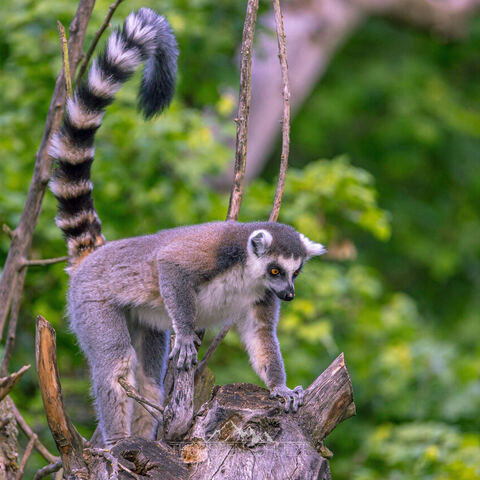 #2101 · Zoo Dresden