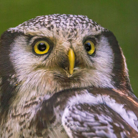 #2072 · Zoo Dresden