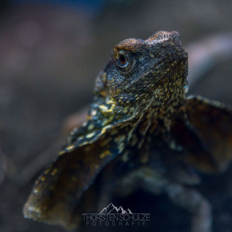 #2086 · Zoo Dresden