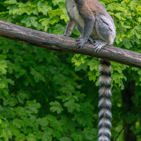 #2096 · Zoo Dresden