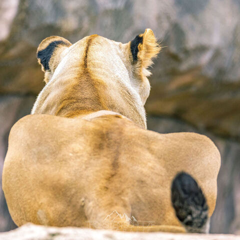 #2041 · Zoo Dresden