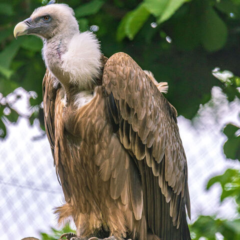 #2053 · Zoo Dresden