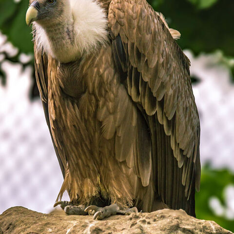 #2037 · Zoo Dresden