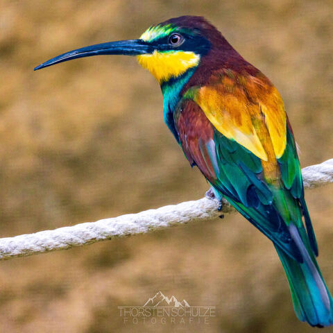 #2061 · Zoo Dresden