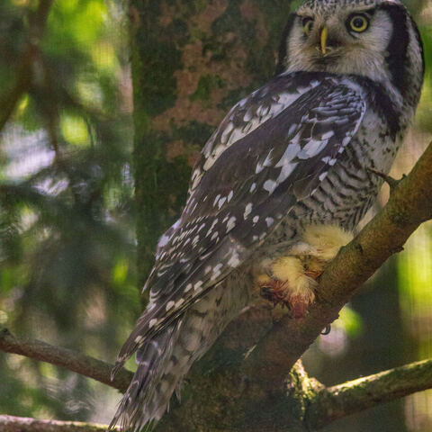 #2070 · Zoo Dresden