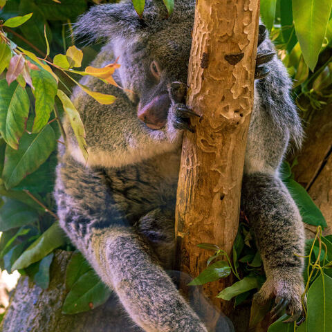 #2051 · Zoo Dresden