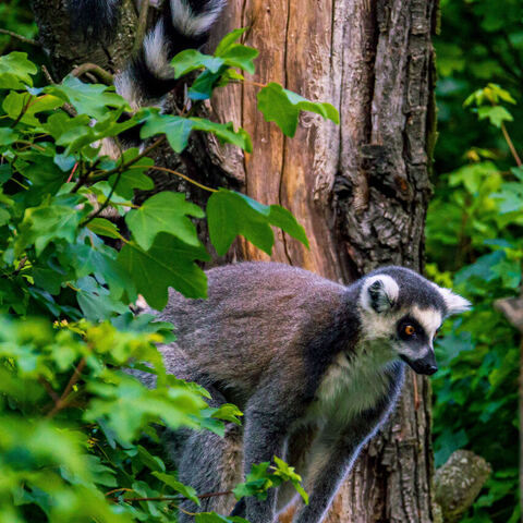 #2102 · Zoo Dresden