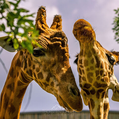 #2077 · Zoo Dresden