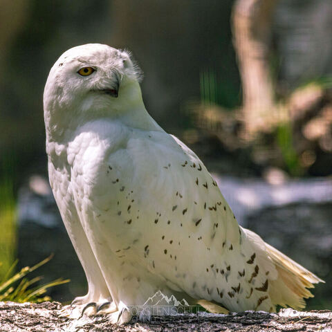 #2060 · Zoo Dresden