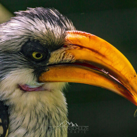 #2067 · Zoo Dresden