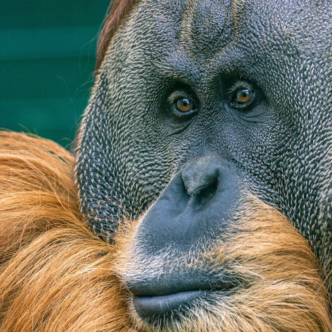 #2047 · Zoo Dresden