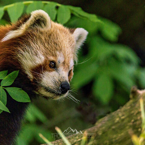 #2043 · Zoo Dresden