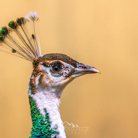 #2090 · Zoo Dresden