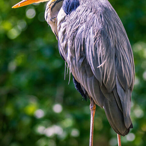 #2068 · Zoo Dresden