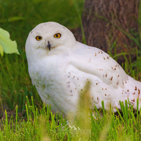 #2057 · Zoo Dresden