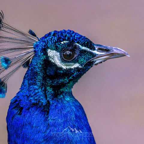 #2092 · Zoo Dresden