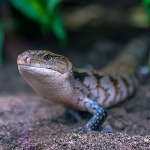 #2084 · Zoo Dresden