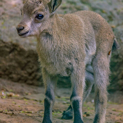 #2076 · Zoo Dresden