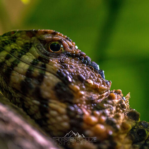 #2088 · Zoo Dresden