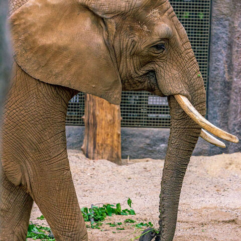 #2038 · Zoo Dresden