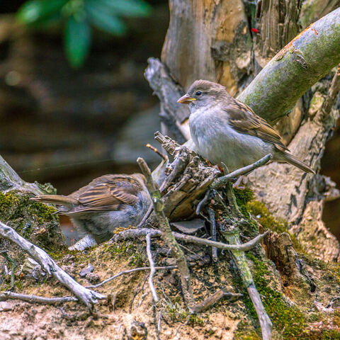 #2103 · Zoo Dresden