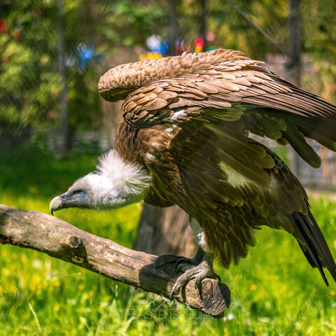 #2052 · Zoo Dresden