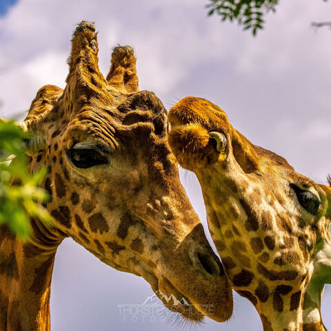 #2078 · Zoo Dresden