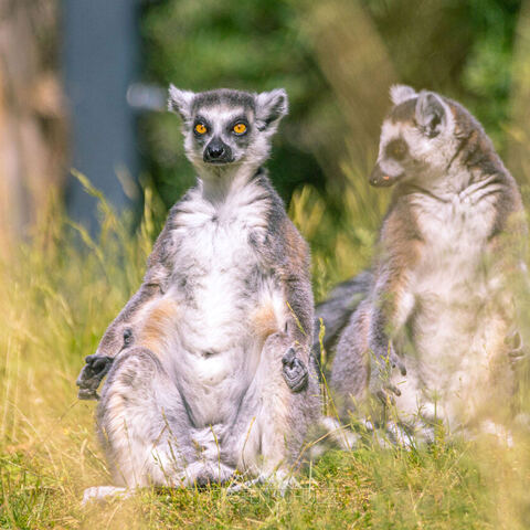 #2098 · Zoo Dresden