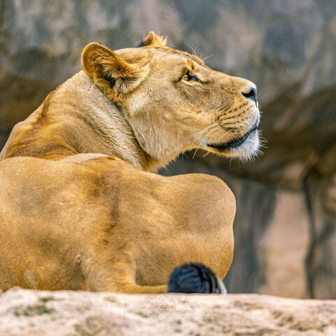 #2040 · Zoo Dresden