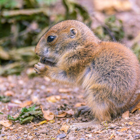 #2091 · Zoo Dresden