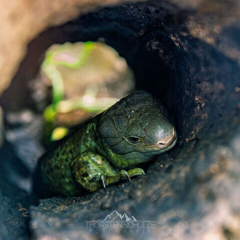 #2082 · Zoo Dresden