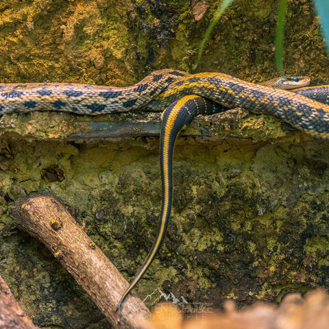 #2083 · Zoo Dresden