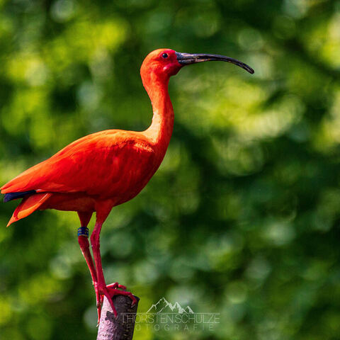 #2064 · Zoo Dresden