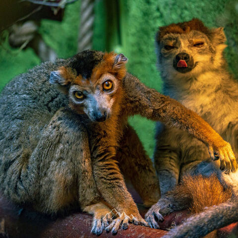 #2050 · Zoo Dresden