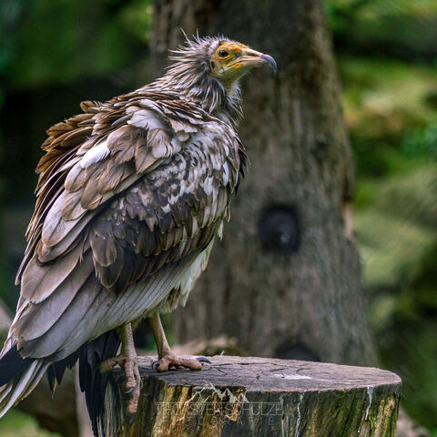 #2055 · Zoo Dresden