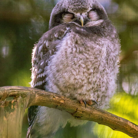 #2071 · Zoo Dresden