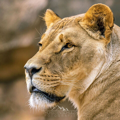 #2042 · Zoo Dresden