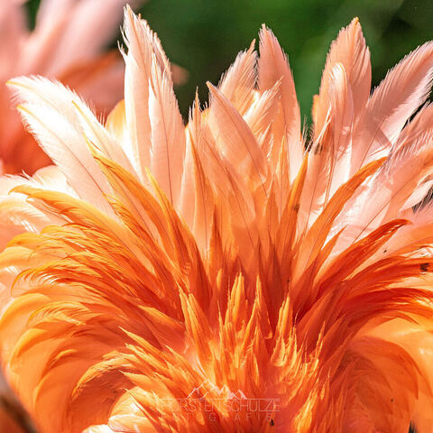 #2063 · Zoo Dresden