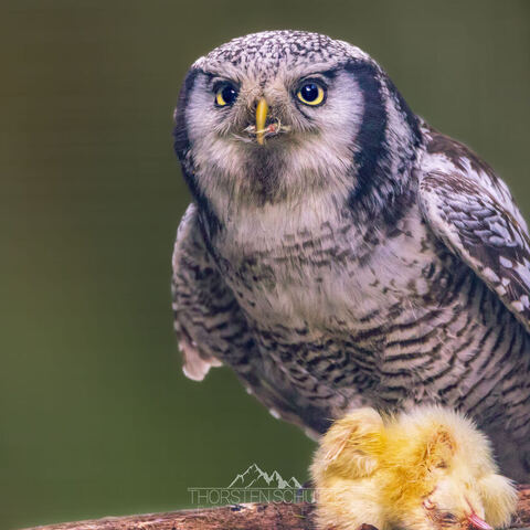 #2074 · Zoo Dresden