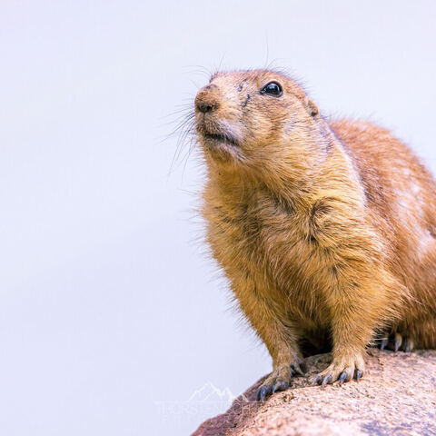 #2089 · Zoo Dresden