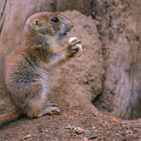 #2093 · Zoo Dresden