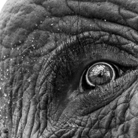 #2039 · Zoo Dresden