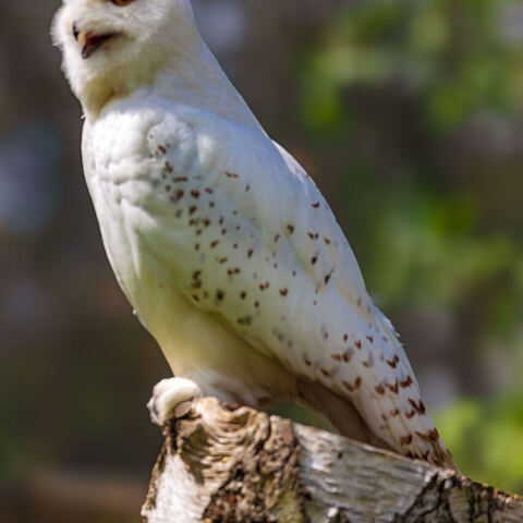 #2058 · Zoo Dresden