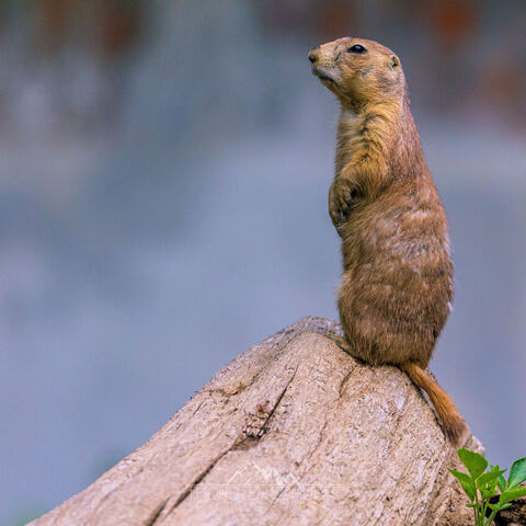 #2094 · Zoo Dresden